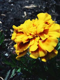 Close-up of yellow flower blooming outdoors