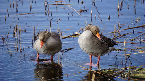 Birds in lake