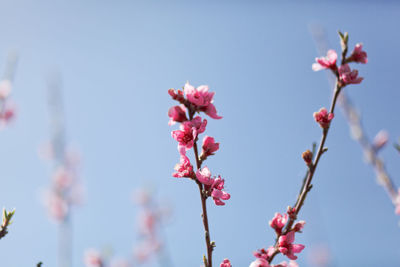 Low angle view of pink cherry blossom