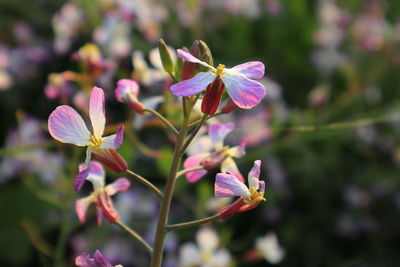 Close-up of pink flowering plant