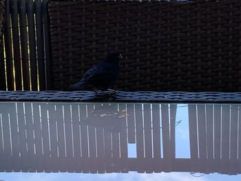 Bird perching on a fence