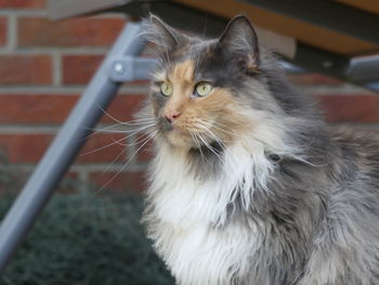 Close-up of a cat looking away