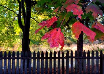 Close-up of trees during autumn