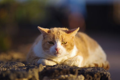 Close-up of a cat looking away