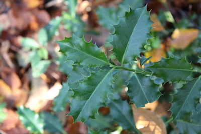 Close-up of fresh green plants