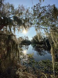 Trees by lake in forest against sky