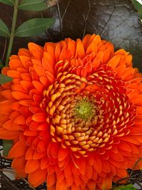 Close-up of orange flower blooming outdoors