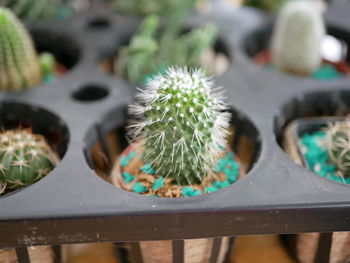 Close-up of succulent plant