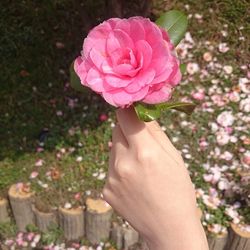 Cropped image of woman holding pink flower