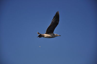 Low angle view of seagull flying in sky