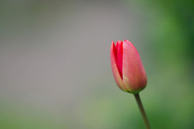 Close-up of pink tulip flower