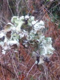 Close-up of plants growing in forest