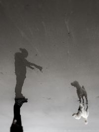 High angle view of dog reflection in puddle