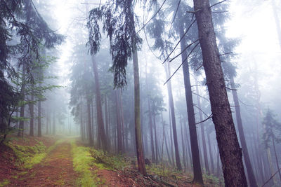 View of trees in foggy weather