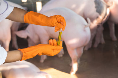 Cropped hand of vet holding medicine against pigs