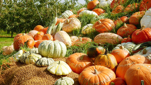 Close-up of pumpkins