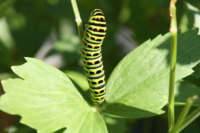 Close-up of insect on leaf