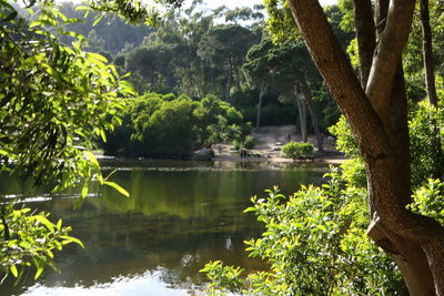 Reflection of trees in lake