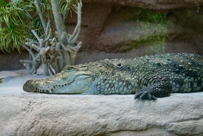 Close-up of a lizard on rock