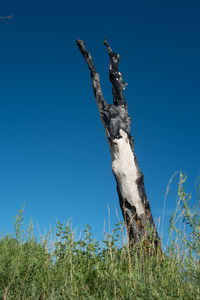 Low angle view of tree against clear blue sky