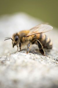 Close-up of bee on rock