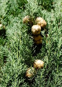 Close-up of mushrooms growing on field
