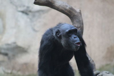 Monkey sitting in a zoo