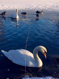 Swans swimming in lake