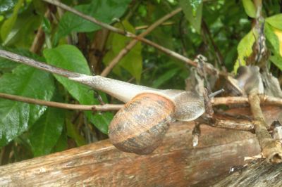 Close-up of snail on wood