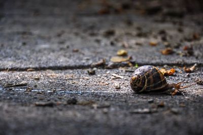 Close-up of snail on land