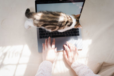 Top view woman play with her cat and use laptop during work from home