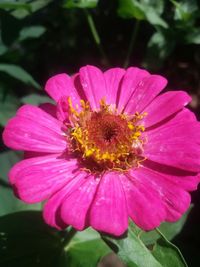 Close-up of pink flower