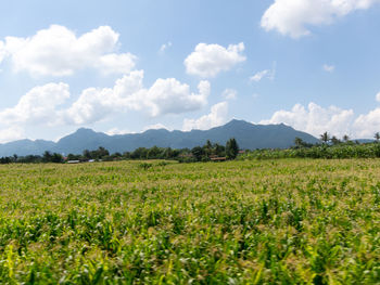 Scenic view of agricultural field against sky