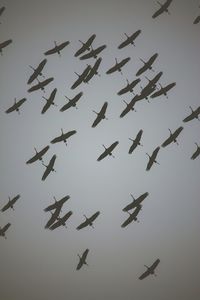 Low angle view of airplane flying in sky