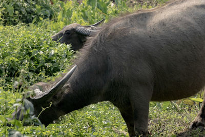 Side view of horse on field