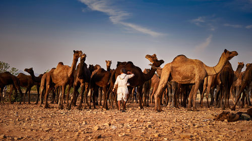 View of an man handling group of  camel