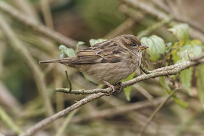 Close-up of bird perching on branch