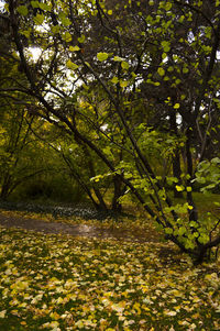 Trees in forest