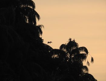 Silhouette trees and rocks against sky during sunset