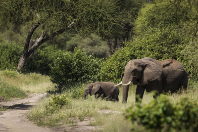 Elephant in a forest