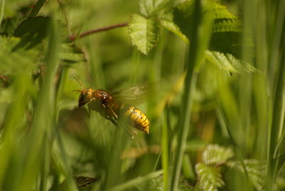 Close-up of hornet