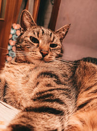 Close-up of a cat sleeping