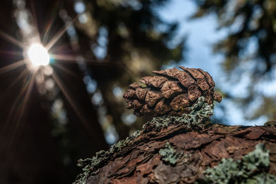 Close-up of pine cone on tree trunk in forest