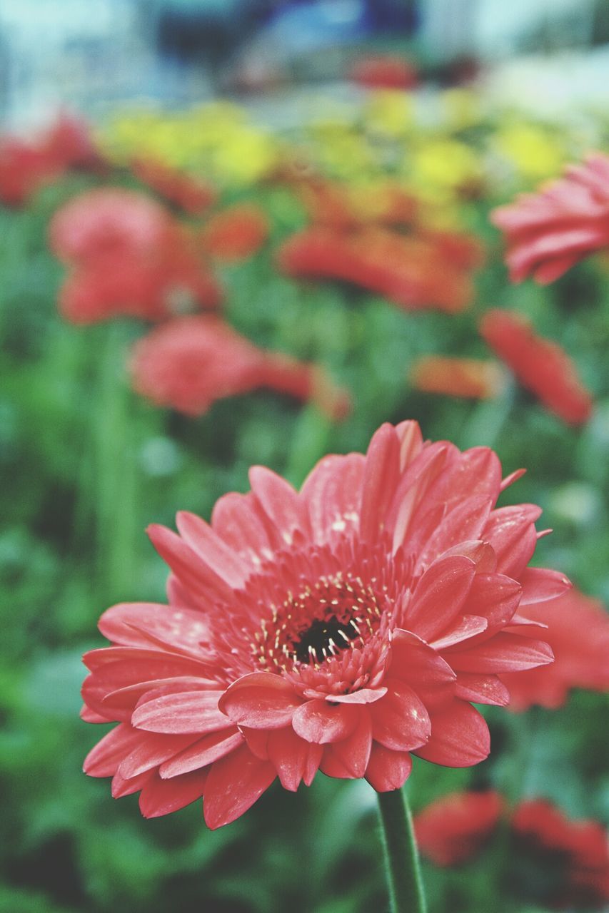flower, petal, focus on foreground, flower head, freshness, fragility, red, close-up, growth, blooming, beauty in nature, nature, plant, park - man made space, day, pollen, selective focus, outdoors, pink color, in bloom