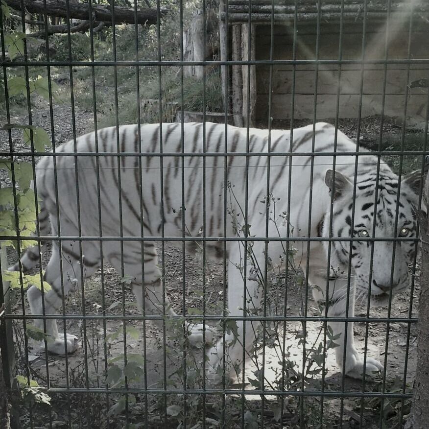 domestic animals, animal themes, fence, mammal, built structure, chainlink fence, building exterior, architecture, abandoned, cage, pets, one animal, metal, wall - building feature, damaged, house, metal grate, day, no people, outdoors