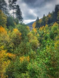 Scenic view of trees against cloudy sky