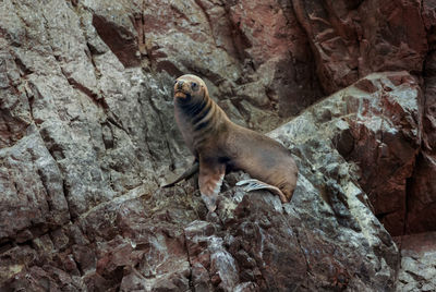 Side view of lizard on rock