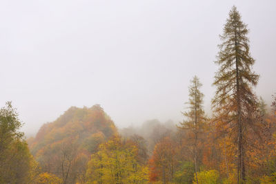 Trees in forest during autumn against sky