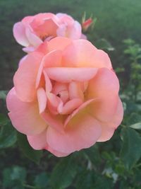 Close-up of pink rose