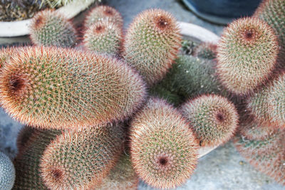 Close-up of succulent plant